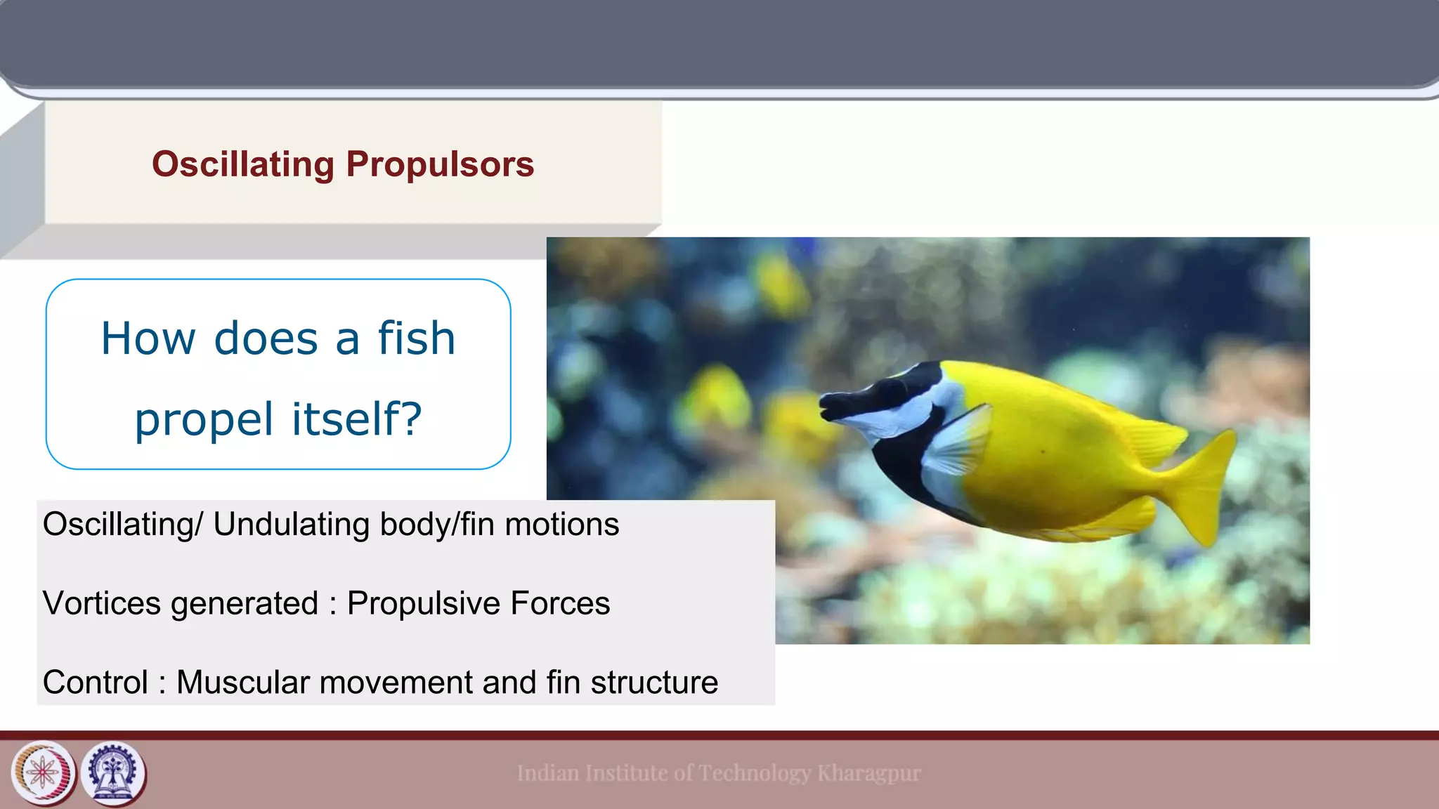 Oscillating Propulsors
How does a fish
propel itself?
Oscillating/ Undulating body/fin motions
Vortices generated : Propulsive Forces
Control : Muscular movement and fin structure
 
