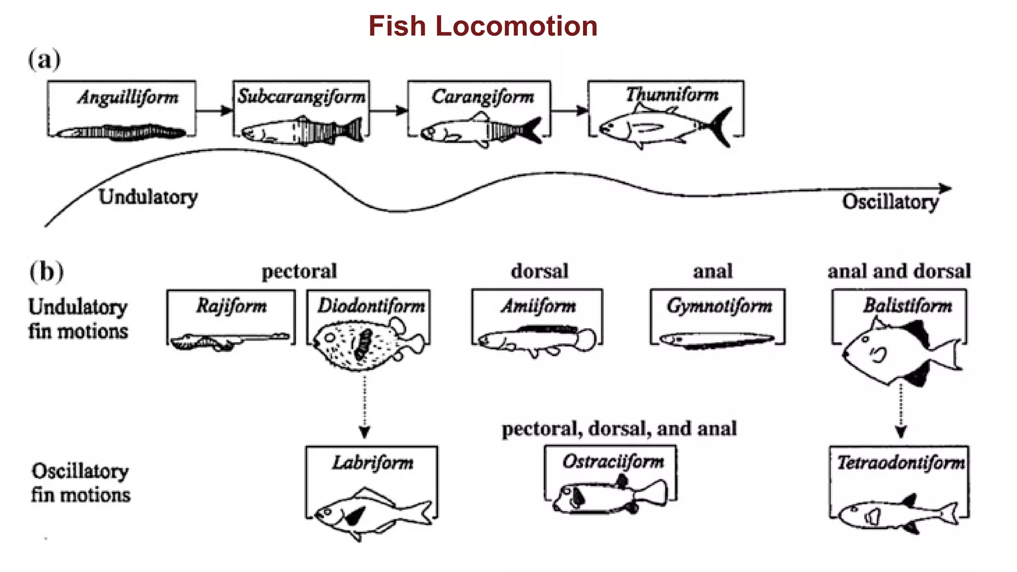 Fish Locomotion
 