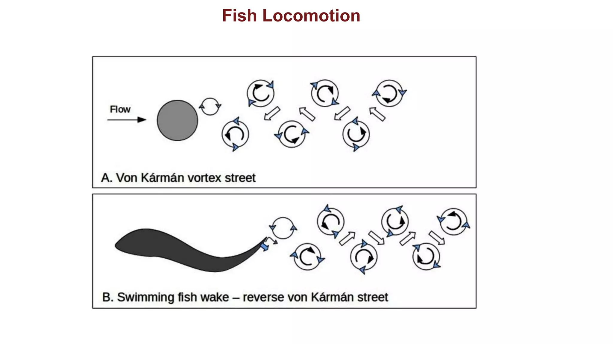 Fish Locomotion
 