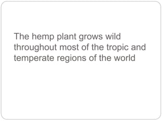 The hemp plant grows wild
throughout most of the tropic and
temperate regions of the world
 