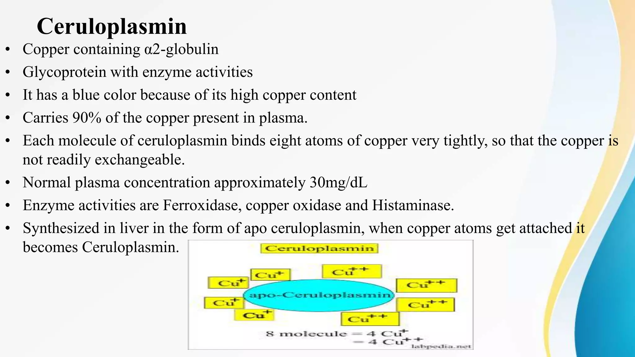 Ceruloplasmin
• Copper containing α2-globulin
• Glycoprotein with enzyme activities
• It has a blue color because of its high copper content
• Carries 90% of the copper present in plasma.
• Each molecule of ceruloplasmin binds eight atoms of copper very tightly, so that the copper is
not readily exchangeable.
• Normal plasma concentration approximately 30mg/dL
• Enzyme activities are Ferroxidase, copper oxidase and Histaminase.
• Synthesized in liver in the form of apo ceruloplasmin, when copper atoms get attached it
becomes Ceruloplasmin.
 