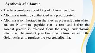 Synthesis of albumin
• The liver produces about 12 g of albumin per day.
• Albumin is initially synthesized as a preproprotein
• Albumin is synthesized in the liver as preproalbumin which
has an N-terminal peptide that is removed before the
nascent protein is released from the rough endoplasmic
reticulum. The product, proalbumin, is in turn cleaved in the
Golgi vesicles to produce the secreted albumin.
 