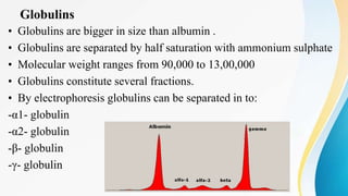 Globulins
• Globulins are bigger in size than albumin .
• Globulins are separated by half saturation with ammonium sulphate
• Molecular weight ranges from 90,000 to 13,00,000
• Globulins constitute several fractions.
• By electrophoresis globulins can be separated in to:
-α1- globulin
-α2- globulin
-β- globulin
-γ- globulin
 