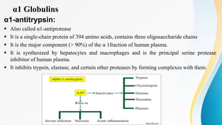 α1 Globulins
α1-antitrypsin:
 Also called α1-antiprotease
 It is a single-chain protein of 394 amino acids, contains three oligosaccharide chains
 It is the major component (> 90%) of the α 1fraction of human plasma.
 It is synthesized by hepatocytes and macrophages and is the principal serine protease
inhibitor of human plasma.
 It inhibits trypsin, elastase, and certain other proteases by forming complexes with them.
 