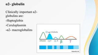α2- globulin
Clinically important α2-
globulins are:
-Haptoglobin
-Ceruloplasmin
-α2- macroglobulins
 