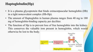 Haptoglobulin(Hp)
• It is a plasma glycoprotein that binds extracorpuscular hemoglobin (Hb)
in a tight noncovalent complex (Hb-Hp).
• The amount of Haptoglobin in human plasma ranges from 40 mg to 180
mg of hemoglobin-binding capacity per deciliter.
• The function of Hp is to prevent loss of free hemoglobin into the kidney.
This conserves the valuable iron present in hemoglobin, which would
otherwise be lost to the body.
 