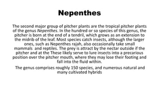 Nepenthes
The second major group of pitcher plants are the tropical pitcher plants
of the genus Nepenthes. In the hundred or so species of this genus, the
pitcher is born at the end of a tendril, which grows as an extension to
the midrib of the leaf. Most species catch insects, although the larger
ones, such as Nepenthes rajah, also occasionally take small
mammals and reptiles. The prey is attract by the nectar outside if the
pitcher and at the These likely serve to lure insects into a precarious
position over the pitcher mouth, where they may lose their footing and
fall into the fluid within.
The genus comprises roughly 150 species, and numerous natural and
many cultivated hybrids
 