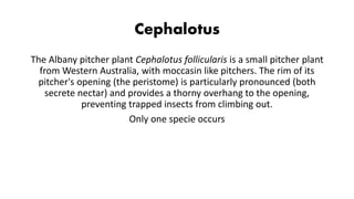 Cephalotus
The Albany pitcher plant Cephalotus follicularis is a small pitcher plant
from Western Australia, with moccasin like pitchers. The rim of its
pitcher's opening (the peristome) is particularly pronounced (both
secrete nectar) and provides a thorny overhang to the opening,
preventing trapped insects from climbing out.
Only one specie occurs
 