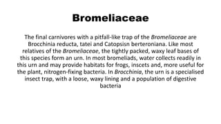 Bromeliaceae
The final carnivores with a pitfall-like trap of the Bromeliaceae are
Brocchinia reducta, tatei and Catopsisn berteroniana. Like most
relatives of the Bromeliaceae, the tightly packed, waxy leaf bases of
this species form an urn. In most bromeliads, water collects readily in
this urn and may provide habitats for frogs, inscets and, more useful for
the plant, nitrogen-fixing bacteria. In Brocchinia, the urn is a specialised
insect trap, with a loose, waxy lining and a population of digestive
bacteria
 