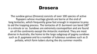 Drosera
The sundew genus (Drosera) consists of over 100 species of active
flypapers whose mucilage glands are borne at the end of
long tentacles, which frequently grow fast enough in response to prey
to aid the trapping process. The tentacles of D. burmanii can bend 180°
in a minute or so. Sundews are extremely cosmopolitan and are found
on all the continents except the Antarctic mainland. They are most
diverse in Australia, the home to the large subgroup of pygmy sundews
such as D. pygmaea and to a number of tuberous sundews such as D.
peltata, which form tubers during the dry summer months
 