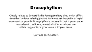 Drosophyllum
Closely related to Drosera is the Portugese dewy pine, which differs
from the sundews in being passive. Its leaves are incapable of rapid
movement or growth. Drosophyllum is unusual in that it grows under
near-desert conditions; almost all other carnivores are
either bog plants or grow in moist tropical areas.
Only one specie occurs
 