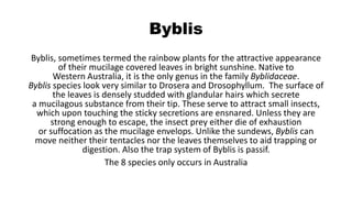 Byblis
Byblis, sometimes termed the rainbow plants for the attractive appearance
of their mucilage covered leaves in bright sunshine. Native to
Western Australia, it is the only genus in the family Byblidaceae.
Byblis species look very similar to Drosera and Drosophyllum. The surface of
the leaves is densely studded with glandular hairs which secrete
a mucilagous substance from their tip. These serve to attract small insects,
which upon touching the sticky secretions are ensnared. Unless they are
strong enough to escape, the insect prey either die of exhaustion
or suffocation as the mucilage envelops. Unlike the sundews, Byblis can
move neither their tentacles nor the leaves themselves to aid trapping or
digestion. Also the trap system of Byblis is passif.
The 8 species only occurs in Australia
 