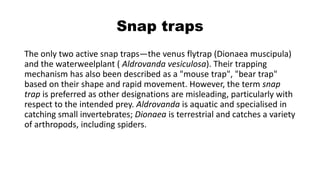 Snap traps
The only two active snap traps—the venus flytrap (Dionaea muscipula)
and the waterweelplant ( Aldrovanda vesiculosa). Their trapping
mechanism has also been described as a "mouse trap", "bear trap"
based on their shape and rapid movement. However, the term snap
trap is preferred as other designations are misleading, particularly with
respect to the intended prey. Aldrovanda is aquatic and specialised in
catching small invertebrates; Dionaea is terrestrial and catches a variety
of arthropods, including spiders.
 