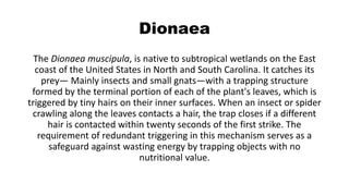 Dionaea
The Dionaea muscipula, is native to subtropical wetlands on the East
coast of the United States in North and South Carolina. It catches its
prey— Mainly insects and small gnats—with a trapping structure
formed by the terminal portion of each of the plant's leaves, which is
triggered by tiny hairs on their inner surfaces. When an insect or spider
crawling along the leaves contacts a hair, the trap closes if a different
hair is contacted within twenty seconds of the first strike. The
requirement of redundant triggering in this mechanism serves as a
safeguard against wasting energy by trapping objects with no
nutritional value.
 