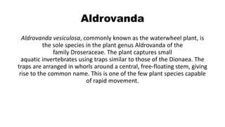 Aldrovanda
Aldrovanda vesiculosa, commonly known as the waterwheel plant, is
the sole species in the plant genus Aldrovanda of the
family Droseraceae. The plant captures small
aquatic invertebrates using traps similar to those of the Dionaea. The
traps are arranged in whorls around a central, free-floating stem, giving
rise to the common name. This is one of the few plant species capable
of rapid movement.
 