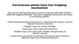 Carnivorous plants have two trapping
mechanism
The way of catching they prey is active or passive with each of them
different trapping methods. Five basic trapping mechanisms are found
in carnivorous plants.
• Pitfall traps (pitcherplants) trap prey in a rolled leaf that contains a pool of
digestive enzymes or bacteria
• Flypaper traps use a sticky mucilage.
• Snap traps utilize rapid leaf movements.
• Bladder traps suck in prey with a bladder that generates an
internal vacuum.
• Lobster pods, also known as eel traps, force prey to move towards a
digestive organ with inward-pointing hairs.
 