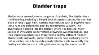 Bladder traps
Bladder traps are exclusive to the genus Utricularia, The bladder has a
small opening, sealed by a hinged door. In aquatic species, the door has
a pair of long trigger hairs. Aquatic invertebrates such as Daphnia touch
these hairs and deform the door by, releasing the vacuum. The
invertebrate is sucked into the bladder, where it is digested. Many
species of Utricularia are terrestrial, growing in waterlogged soil, and
their trapping mechanism is triggered in a slightly different manner.
Bladderworts lack roots, but terrestrial species have anchoring stems
that resemble roots. Temperate aquatic bladderworts are mostly free
floating and die back to a resting tutorion during the winter month.
 