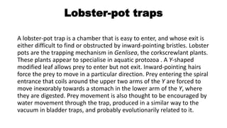 Lobster-pot traps
A lobster-pot trap is a chamber that is easy to enter, and whose exit is
either difficult to find or obstructed by inward-pointing bristles. Lobster
pots are the trapping mechanism in Genlisea, the corkscrewlant plants.
These plants appear to specialise in aquatic protozoa . A Y-shaped
modified leaf allows prey to enter but not exit. Inward-pointing hairs
force the prey to move in a particular direction. Prey entering the spiral
entrance that coils around the upper two arms of the Y are forced to
move inexorably towards a stomach in the lower arm of the Y, where
they are digested. Prey movement is also thought to be encouraged by
water movement through the trap, produced in a similar way to the
vacuum in bladder traps, and probably evolutionarily related to it.
 
