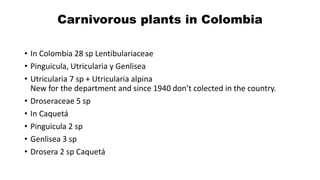 • In Colombia 28 sp Lentibulariaceae
• Pinguicula, Utricularia y Genlisea
• Utricularia 7 sp + Utricularia alpina
New for the department and since 1940 don’t colected in the country.
• Droseraceae 5 sp
• In Caquetá
• Pinguicula 2 sp
• Genlisea 3 sp
• Drosera 2 sp Caquetá
Carnivorous plants in Colombia
 