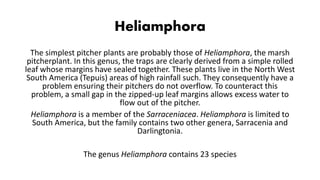 Heliamphora
The simplest pitcher plants are probably those of Heliamphora, the marsh
pitcherplant. In this genus, the traps are clearly derived from a simple rolled
leaf whose margins have sealed together. These plants live in the North West
South America (Tepuis) areas of high rainfall such. They consequently have a
problem ensuring their pitchers do not overflow. To counteract this
problem, a small gap in the zipped-up leaf margins allows excess water to
flow out of the pitcher.
Heliamphora is a member of the Sarraceniacea. Heliamphora is limited to
South America, but the family contains two other genera, Sarracenia and
Darlingtonia.
The genus Heliamphora contains 23 species
 