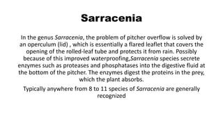 Sarracenia
In the genus Sarracenia, the problem of pitcher overflow is solved by
an operculum (lid) , which is essentially a flared leaflet that covers the
opening of the rolled-leaf tube and protects it from rain. Possibly
because of this improved waterproofing,Sarracenia species secrete
enzymes such as proteases and phosphatases into the digestive fluid at
the bottom of the pitcher. The enzymes digest the proteins in the prey,
which the plant absorbs.
Typically anywhere from 8 to 11 species of Sarracenia are generally
recognized
 