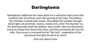 Darlingtonia
Darlingtonia californica the cobra plant has a particular operculum that
is balloon-like and almost seals the opening to the tube. This balloon-
like chamber is pitted with areole, chlorophyll-free patches through
which light can penetrate. Insects, mostly ants, enter the chamber via
the opening underneath the balloon. Once inside, they tire themselves
trying to escape from these false exits, until they eventually fall into the
tube. Prey access is increased by the "fish tails", outgrowths of the
operculum that give the plant its name.
Only one specie exists
 