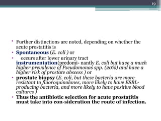 • Further distinctions are noted, depending on whether the
acute prostatitis is
• Spontaneous (E. coli ) or
• occurs after lower urinary tract
instrumentation(predomi- nantly E. coli but have a much
higher prevalence of Pseudomonas spp. (20%) and have a
higher risk of prostate abscess ) or
• prostate biopsy (E. coli, but these bacteria are more
resistant to fluoroquinolones, more likely to have ESBL-
producing bacteria, and more likely to have positive blood
cultures )
• Thus the antibiotic selection for acute prostatitis
must take into con-sideration the route of infection.
19
 