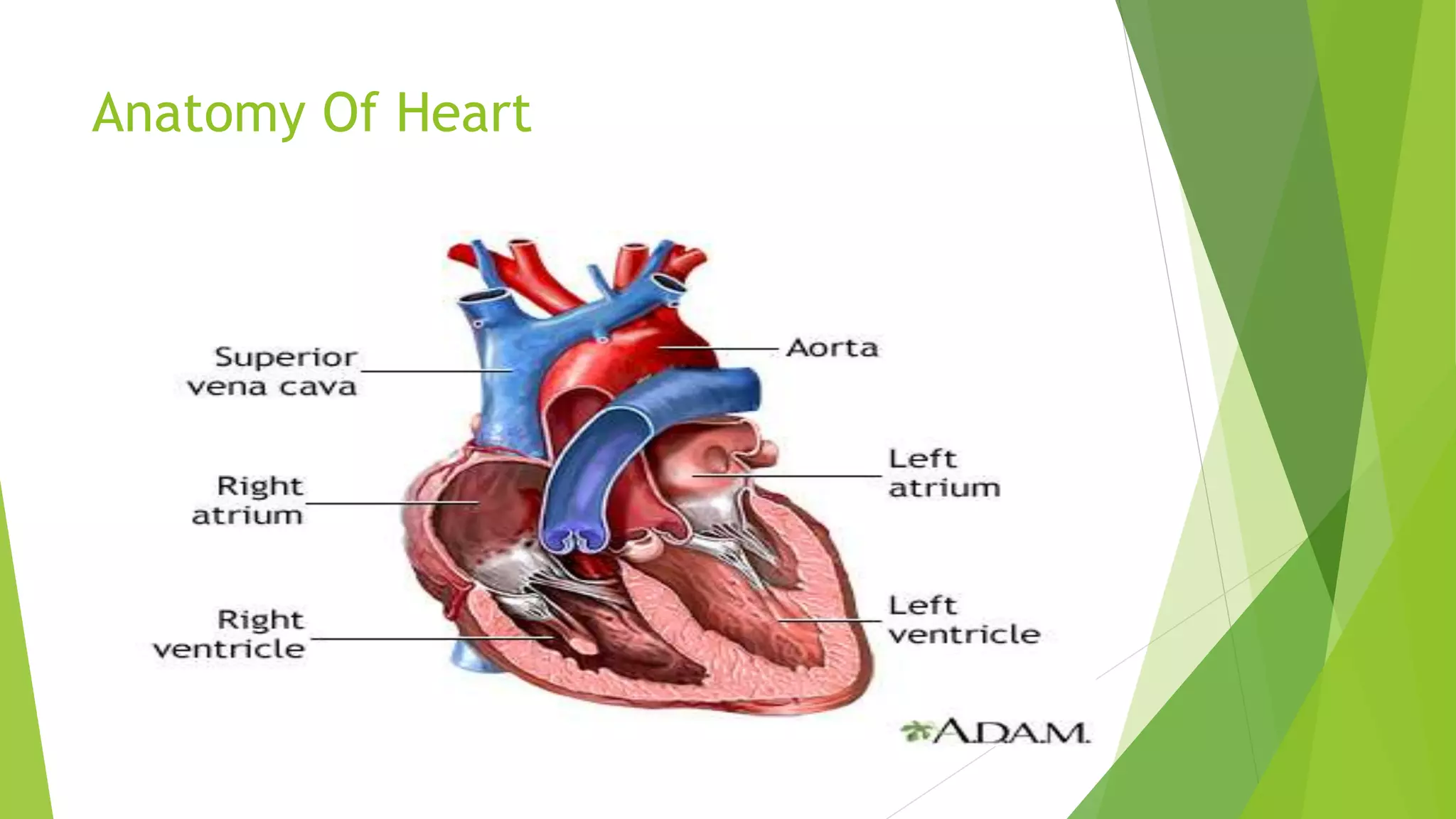 Anatomy Of Heart
 