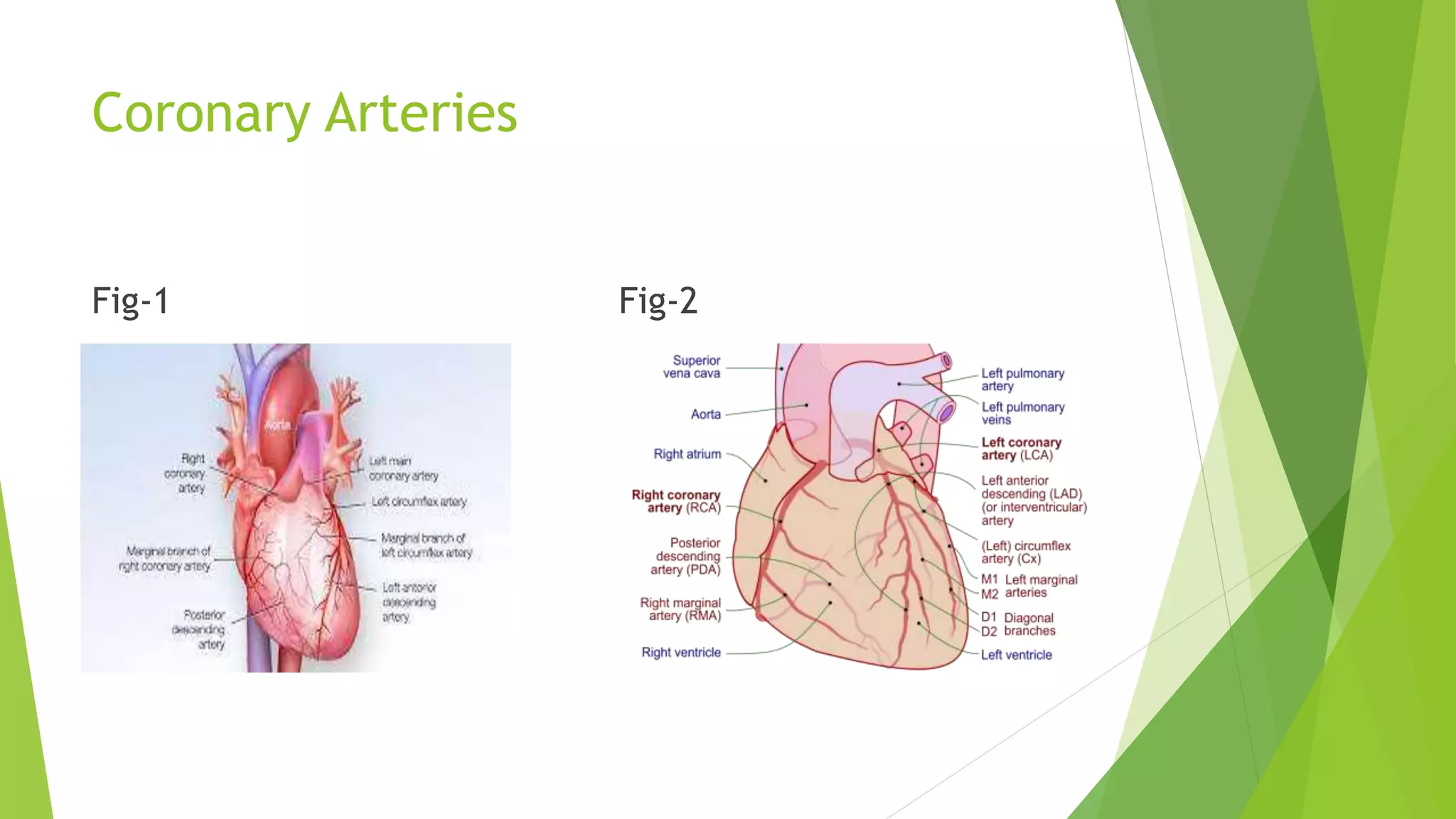 Coronary Arteries
Fig-1 Fig-2
 
