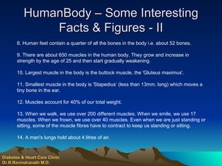 HumanBody – Some Interesting Facts & Figures - II 8. Human feet contain a quarter of all the bones in the body i.e. about 52 bones. 9. There are about 650 muscles in the human body. They grow and increase in strength by the age of 25 and then start gradually weakening. 10. Largest muscle in the body is the buttock muscle, the 'Gluteus maximus'. 11. Smallest muscle in the body is 'Stapedius‘ (less than 13mm. long) which moves a tiny bone in the ear. 12. Muscles account for 40% of our total weight. 13. When we walk, we use over 200 different muscles. When we smile, we use 17 muscles. When we frown, we use over 40 muscles. Even when we are just standing or sitting, some of the muscle fibres have to contract to keep us standing or sitting. 14. A man's lungs hold about 4 litres of air. Diabetes & Heart Care Clinic Dr.R.Ravindranath M.D. 
