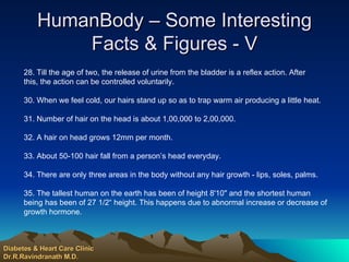 HumanBody – Some Interesting Facts & Figures - V 28. Till the age of two, the release of urine from the bladder is a reflex action. After this, the action can be controlled voluntarily. 30. When we feel cold, our hairs stand up so as to trap warm air producing a little heat. 31. Number of hair on the head is about 1,00,000 to 2,00,000. 32. A hair on head grows 12mm per month. 33. About 50-100 hair fall from a person’s head everyday. 34. There are only three areas in the body without any hair growth - lips, soles, palms. 35. The tallest human on the earth has been of height 8'10" and the shortest human being has been of 27 1/2“ height. This happens due to abnormal increase or decrease of growth hormone. Diabetes & Heart Care Clinic Dr.R.Ravindranath M.D. 