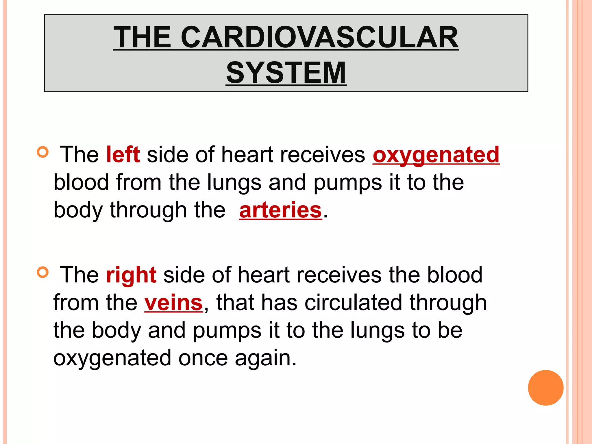 THE CARDIOVASCULAR
SYSTEM
 The left side of heart receives oxygenated
blood from the lungs and pumps it to the
body through the arteries.
 The right side of heart receives the blood
from the veins, that has circulated through
the body and pumps it to the lungs to be
oxygenated once again.
 