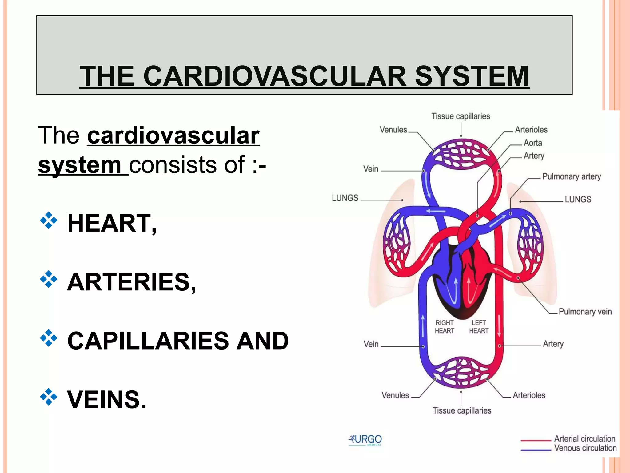 THE CARDIOVASCULAR SYSTEM
The cardiovascular
system consists of :-
 HEART,
 ARTERIES,
 CAPILLARIES AND
 VEINS.
 