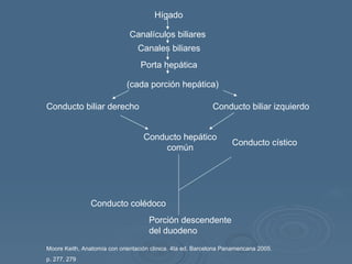 Hígado Canalículos biliares Canales biliares Porta hepática (cada porción hepática) Conducto biliar derecho Conducto biliar izquierdo Conducto hepático común Conducto cístico Conducto colédoco Porción descendente del duodeno Moore Keith, Anatomía con orientación clínica. 4ta ed. Barcelona Panamericana 2005. p. 277, 279 