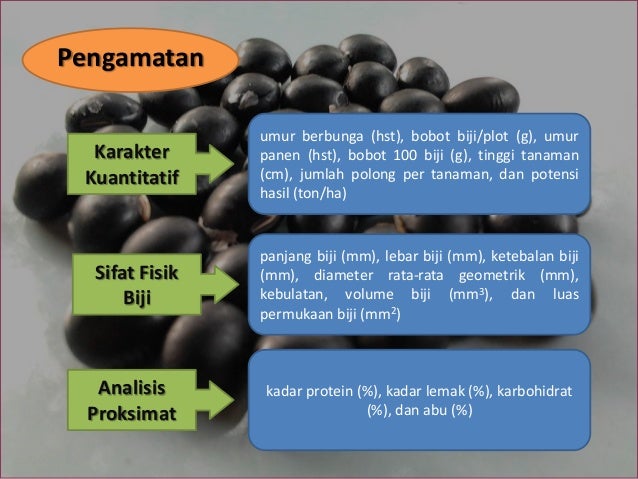 Karakteristik Fisik Dan Kandungan Kimia Galur Galur Harapan Kedelai H