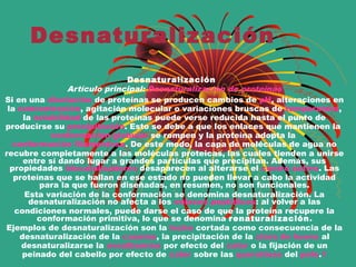Desnaturalización
Desnaturalización
Artículo principal: Desnaturalización de proteínas
Si en una disolución de proteínas se producen cambios de pH, alteraciones en
la concentración, agitación molecular o variaciones bruscas de temperatura,
la solubilidad de las proteínas puede verse reducida hasta el punto de
producirse su precipitación. Esto se debe a que los enlaces que mantienen la
conformación globular se rompen y la proteína adopta la
conformación filamentosa. De este modo, la capa de moléculas de agua no
recubre completamente a las moléculas proteicas, las cuales tienden a unirse
entre sí dando lugar a grandes partículas que precipitan. Además, sus
propiedades biocatalizadores desaparecen al alterarse el centro activo. Las
proteínas que se hallan en ese estado no pueden llevar a cabo la actividad
para la que fueron diseñadas, en resumen, no son funcionales.
Esta variación de la conformación se denomina desnaturalización. La
desnaturalización no afecta a los enlaces peptídicos: al volver a las
condiciones normales, puede darse el caso de que la proteína recupere la
conformación primitiva, lo que se denomina renaturalización.
Ejemplos de desnaturalización son la leche cortada como consecuencia de la
desnaturalización de la caseína, la precipitación de la clara de huevo al
desnaturalizarse la ovoalbúmina por efecto del calor o la fijación de un
peinado del cabello por efecto de calor sobre las queratinas del pelo.1
 