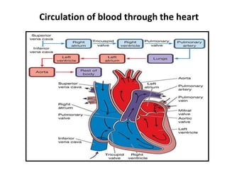 Circulation of blood through the heart
 