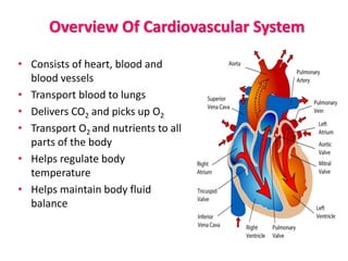 Overview Of Cardiovascular System
• Consists of heart, blood and
blood vessels
• Transport blood to lungs
• Delivers CO2 and picks up O2
• Transport O2 and nutrients to all
parts of the body
• Helps regulate body
temperature
• Helps maintain body fluid
balance
 