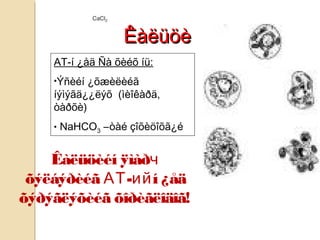 ÊàëüöèÊàëüöè
Êàëüöèéí ÿìàðч
õýëáýðèéã АТ-ийí ¿åä
õýðýãëýõèéã õîðèãëîäîã!
АТ-í ¿åä Ñà õèéõ íü:
•Ýñèéí ¿õæèëèéã
íýìýãä¿¿ëýõ (ìèîêàðä,
òàðõè)
• NaHCO3 –òàé çîõèöîõã¿é
 