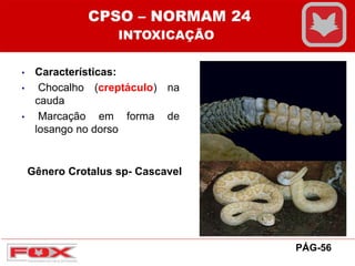 • Características:
• Chocalho (creptáculo) na
cauda
• Marcação em forma de
losango no dorso
Gênero Crotalus sp- Cascavel
CPSO – NORMAM 24
INTOXICAÇÃO
PÁG-56
 
