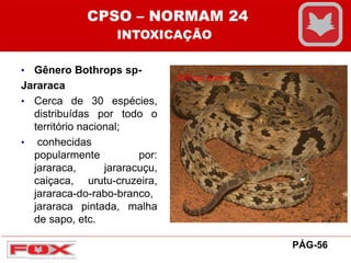 • Gênero Bothrops sp-
Jararaca
• Cerca de 30 espécies,
distribuídas por todo o
território nacional;
• conhecidas
popularmente por:
jararaca, jararacuçu,
caiçaca, urutu-cruzeira,
jararaca-do-rabo-branco,
jararaca pintada, malha
de sapo, etc.
CPSO – NORMAM 24
INTOXICAÇÃO
PÁG-56
 