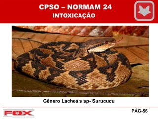 Gênero Lachesis sp- Surucucu
CPSO – NORMAM 24
INTOXICAÇÃO
PÁG-56
 