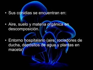 Sus conidias se encuentran en: Aire, suelo y materia orgánica en descomposición.  Entorno hospitalario (aire, rociadores de ducha, depósitos de agua y plantas en maceta) 