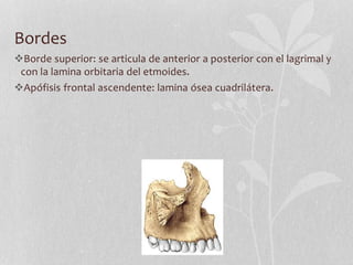 Bordes
Borde superior: se articula de anterior a posterior con el lagrimal y
con la lamina orbitaria del etmoides.
Apófisis frontal ascendente: lamina ósea cuadrilátera.
 