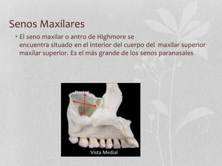 Senos Maxilares
• El seno maxilar o antro de Highmore se
encuentra situado en el interior del cuerpo del maxilar superior
maxilar superior. Es el más grande de los senos paranasales
 