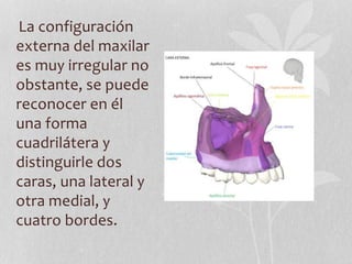 La configuración
externa del maxilar
es muy irregular no
obstante, se puede
reconocer en él
una forma
cuadrilátera y
distinguirle dos
caras, una lateral y
otra medial, y
cuatro bordes.
 