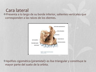 Cara lateral
Presenta a lo largo de su borde inferior, salientes verticales que
corresponden a las raíces de los dientes.
Apófisis cigomática (piramidal): es lisa triangular y constituye la
mayor parte del suelo de la orbita.
 