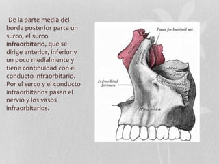 De la parte media del
borde posterior parte un
surco, el surco
infraorbitario, que se
dirige anterior, inferior y
un poco medialmente y
tiene continuidad con el
conducto infraorbitario.
Por el surco y el conducto
infraorbitarios pasan el
nervio y los vasos
infraorbitarios.
 