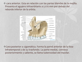  cara anterior. Esta en relación con las partes blandas de la mejilla.
Presenta el agujero infraorbitario a 5 ó 6 mm por debajo del
reborde inferior de la orbita.
Cara posterior o cigomática. Forma la pared anterior de la fosa
infratemporal y de su trasfondo. La parte medial, convexa
posteriormente y saliente, se llama tuberosidad del maxilar.
 