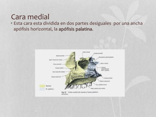 Cara medial
• Esta cara esta dividida en dos partes desiguales por una ancha
apófisis horizontal, la apófisis palatina.
 
